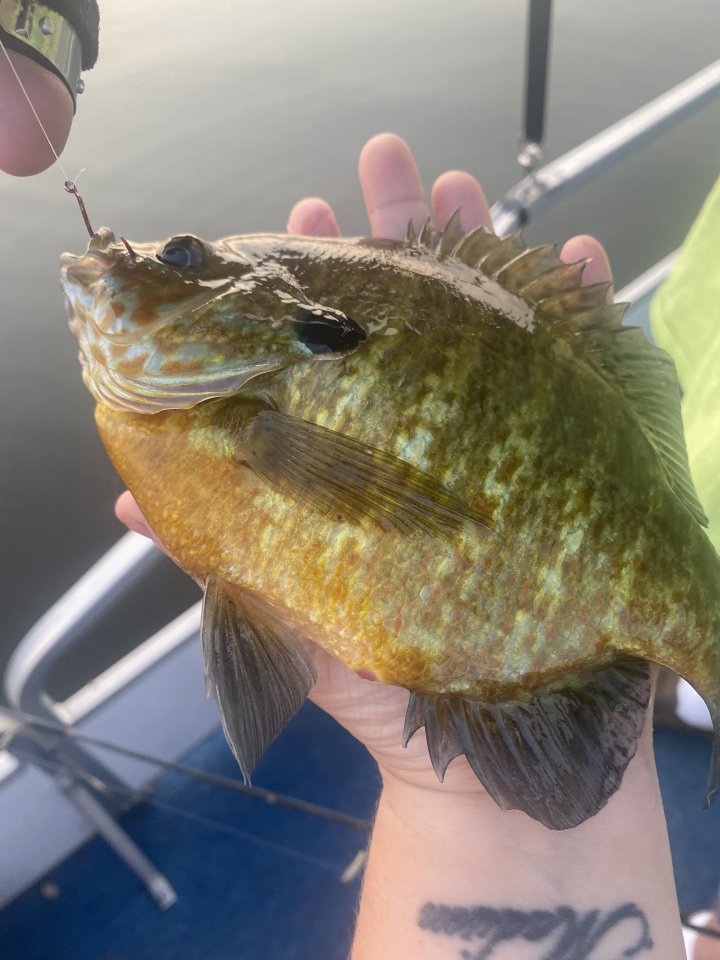 quinn bluegill2